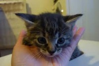 /album/utulok-pre-zvierata/mana2-jpg/