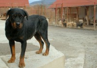 /album/utulok-pre-zvierata/pes-utulok-sloboda-zvierat-jpg/